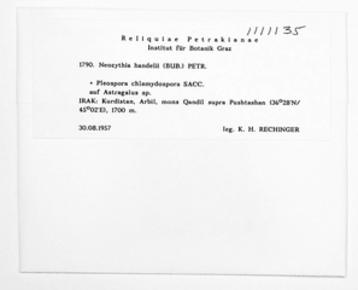 Neozythia handelii image
